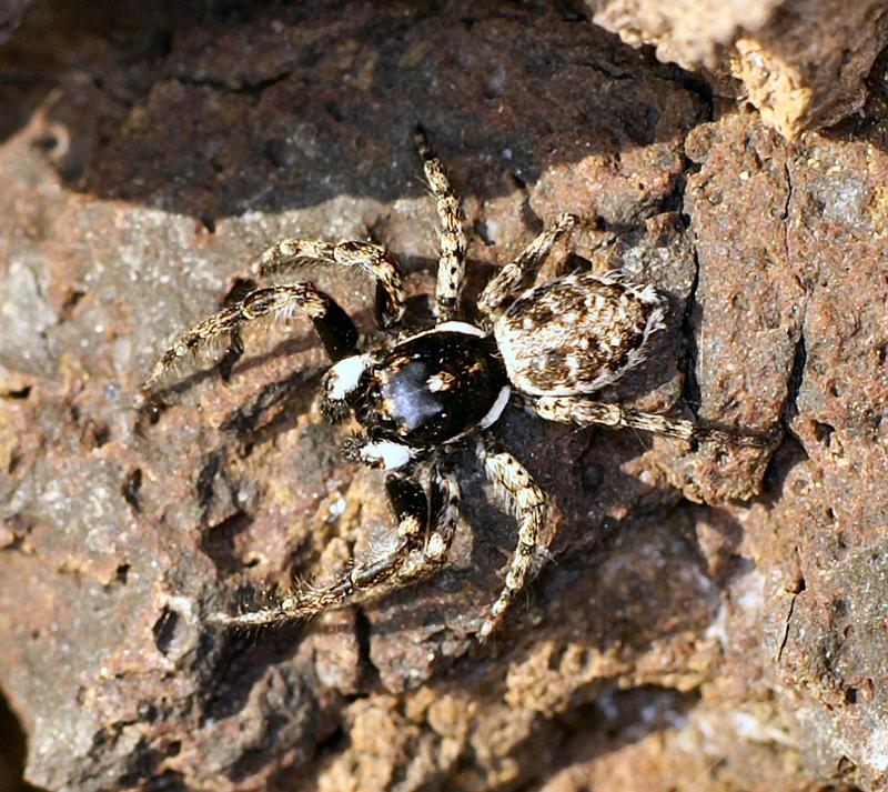 Menemerus_semilimbatus_D3209_Z_88_Valle Gran Rey_Spanje.jpg